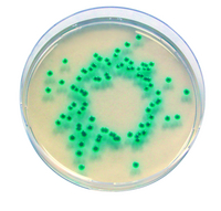 CHROMOCULT ENTEROBACTER 500 G